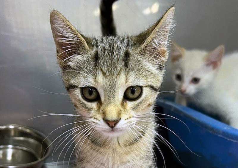 Carousel Slide 3: Cat veterinarians