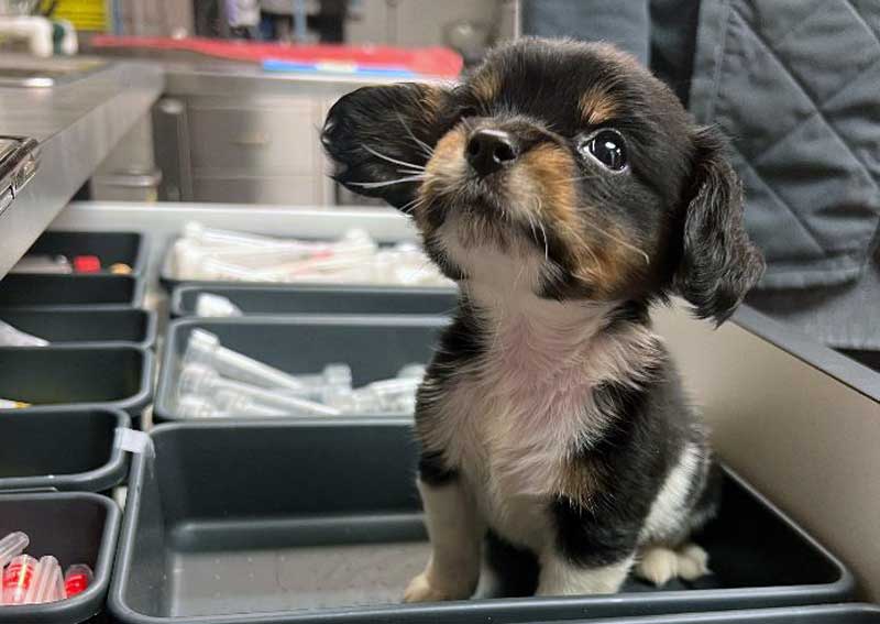 Carousel Slide 2: Dog veterinary care for all ages!