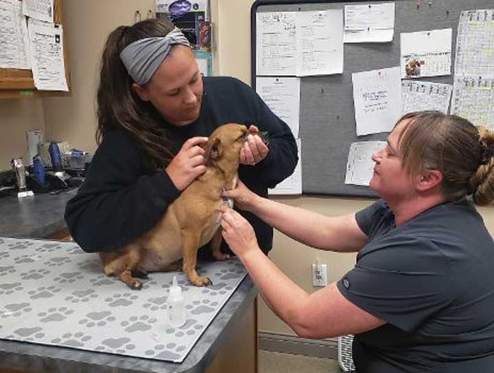 Dog Veterinarian in $city