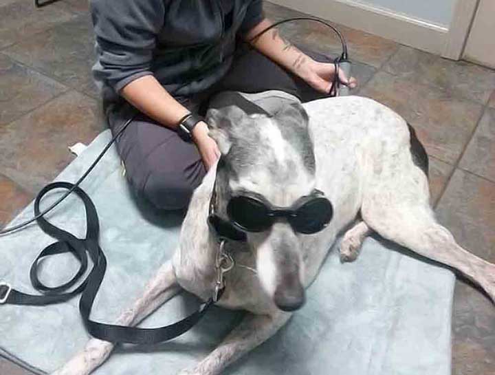 Laser Therapy for Dogs